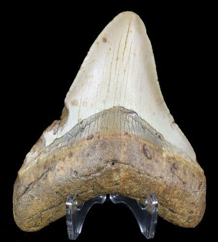 Megalodon Tooth - North Carolina #59074